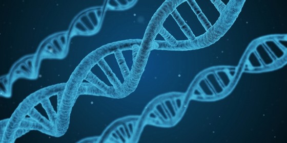 Exame de Paternidade Através do Dna Araçatuba  - Exame de Paternidade Fetal